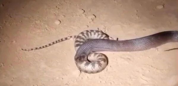 imagem colorida. Cobra se alimentando de outra serpente