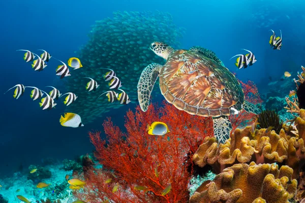 Foto colorida de tartaruga no mar com peixes - Metrópoles