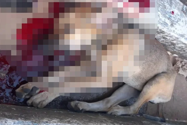 Cachorro morto a marretadas em Santa Cruz de Goiás