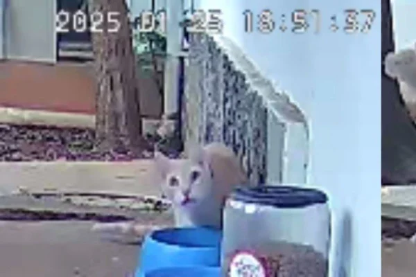 Imagem colorida de um gato ao lado de potes de ração e água - Metrópoles