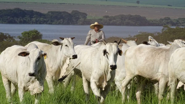 Pecuária brasileira pode reduzir até 92,6% de emissões até 2050