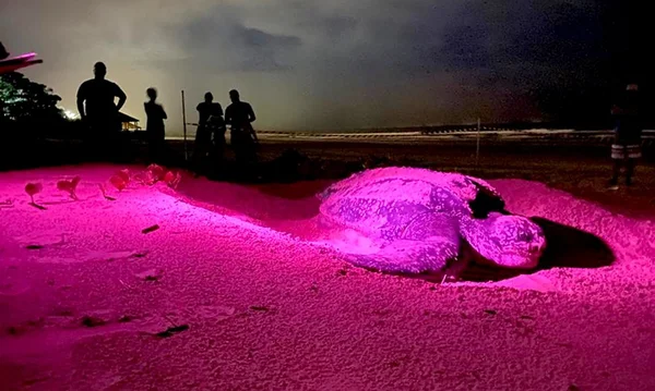 Em risco de extinção, tartaruga gigante volta a desovar em praia de SP