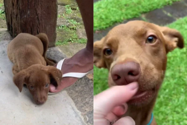 Foto colorida de um cachorro de pelagem marrom - Metrópoles