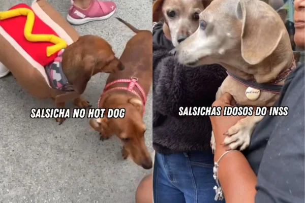 Foto colorida de cachorros dachshund - Metrópoles