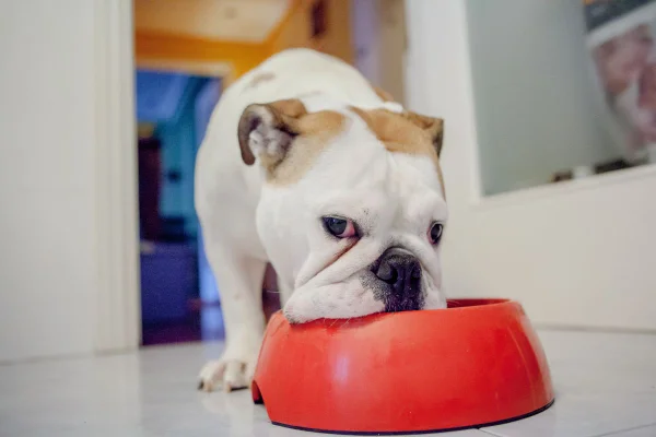 cachorro comendo frutas