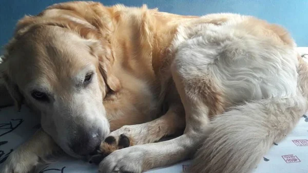 Cachorro morre envenenado durante passeio na Asa Sul