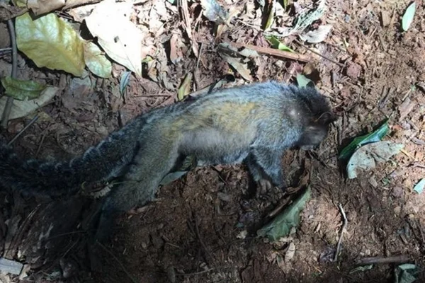 Vídeos. É o amor! Macaco escapa de vasectomia e foge com 2 fêmeas
