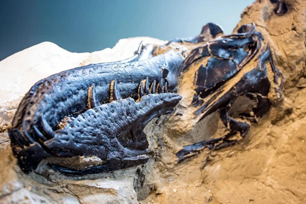 Imagem colorida mostra fóssil de dinossauro Nanotyrannus