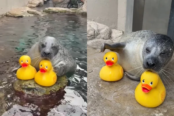 A amizade entre uma foca e um patinho de borracha que comoveu a web
