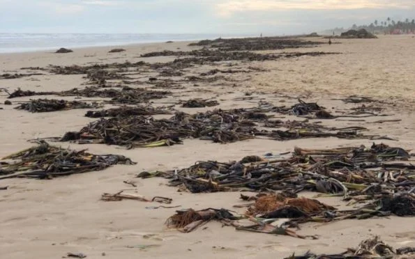 faixa areia algas aracaju praias