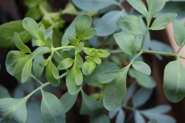 planta arrumada