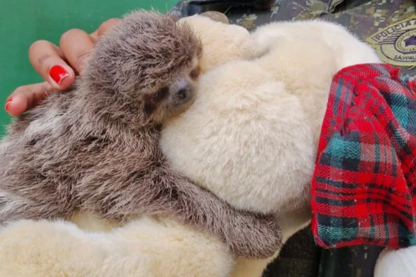O filhote de bicho-preguiça estava com a mãe – que não sobreviveu – às margens de uma rodovia em Caraguatatuba na hora do atropelamento - Metrópoles