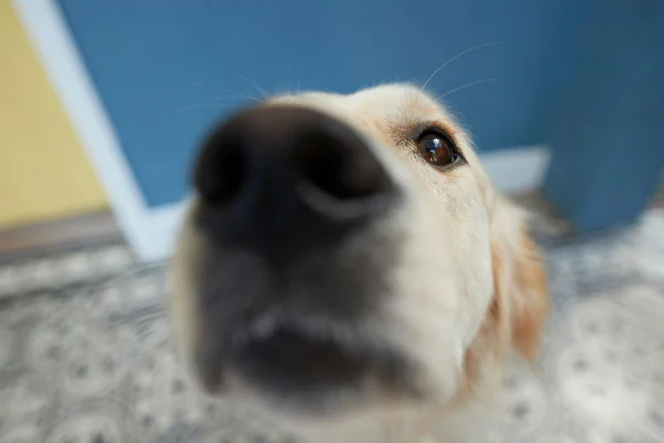 Cachorro fareijando algo, próximo à câmera