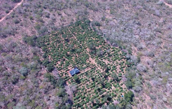 Com drones, polícia descobre 40 mil pés de maconha na Bahia