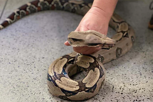 cobra