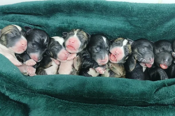 Drama animal no RS: adoções diminuem e abandonos aumentam pós-enchente