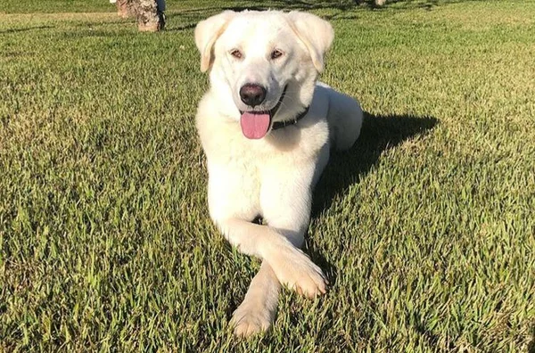 O cachorro Augusto Bolsonaro