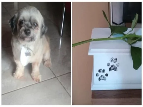mulher-leva-cachorro-pet-shop-recebe-cinzas-metropoles