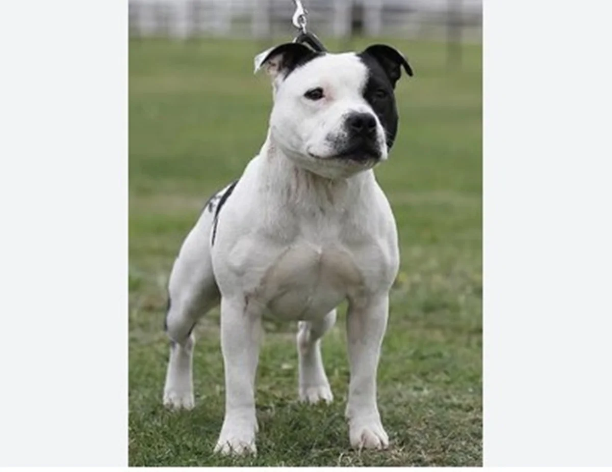 Cachorro da raça Staffordshire Bull Terrier Cachorro da raça Staffordshire Bull Terrier
