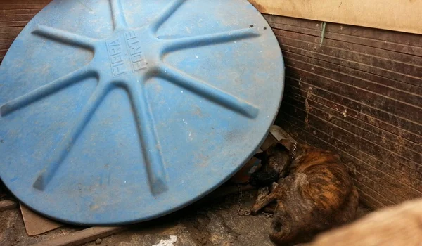 Polícia Militar resgata cachorro vítima de maus-tratos no Lago Sul