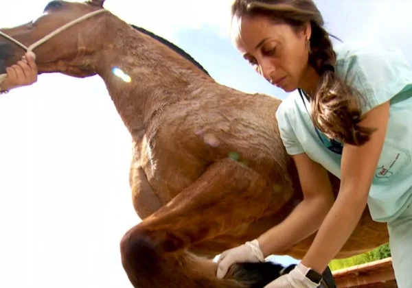 Estudantes de veterinária atendem de graça cavalos de carroceiros