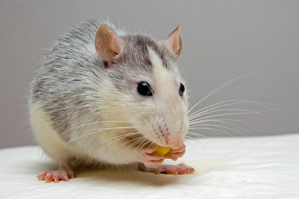 Clientes flagram rato roendo queijo em supermercado
