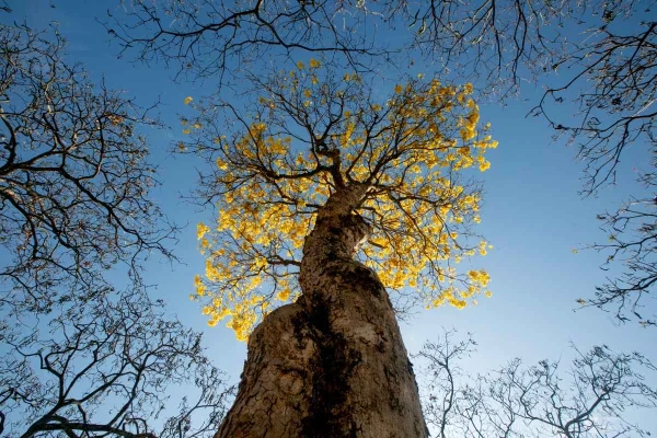 Temporada dos ipês-amarelos colore as ruas do Distrito Federal na seca
