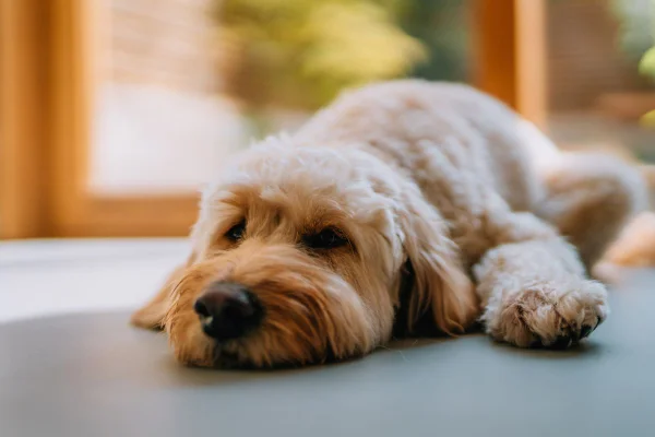 cachorro sozinho em casa
