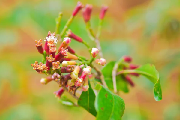 flor cravo
