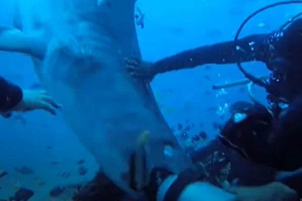 Vídeo mostra momento em que tubarão-tigre morde cabeça de mergulhador