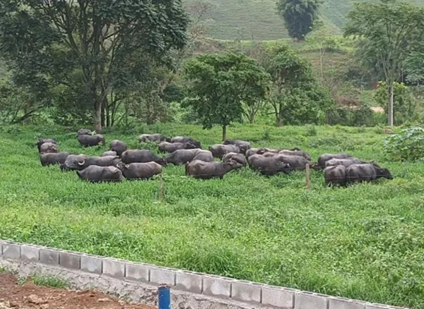 Búfala produz 40kg de leite em duas ordenhadas e bate recorde mundial