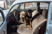 Dogson e Miró, cachorros da socióloga Ana Maria