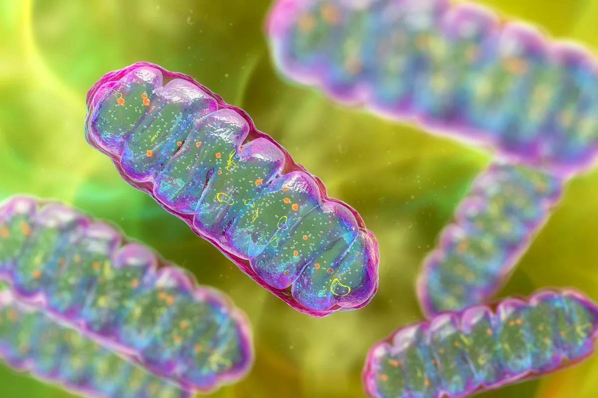 Proteína encontrada nos músculos pode ser novo alvo contra diabetes tipo 2