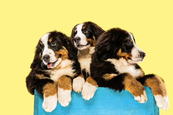 Cachorros fofos