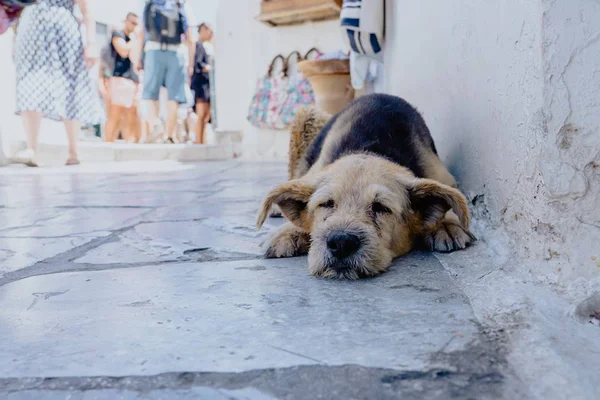 Resgate Pet: reality sobre animais abandonados estreia na RedeTV