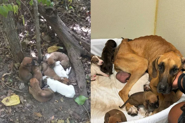 Montagem de duas imagens coloridas. A primeira, de filhotes caninos em árvore, e a segunda de cadela deitada juntos aos filhos