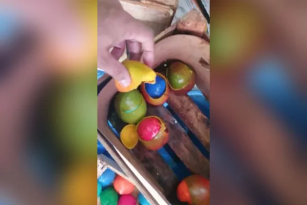 Cocaína escondida em mangas ia para a Europa