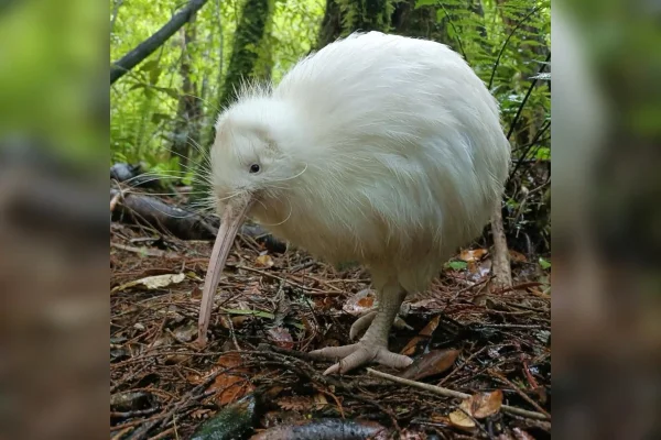 Imagem colorida de Makuna, uma ave kiwi - Metrópoles