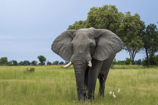 Imagem colorida de Elefante - Metrópoles