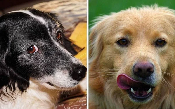 Conheça 11 expressões faciais e corporais dos cachorros