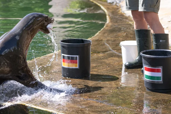 A leoa-marinha Sissi coloca uma bola em um balde marcado com a bandeira da Alemanha no Zoológico de Leipzig. Os leões-marinhos do Zoológico de Leipzig concluíram sua segunda missão como oráculos animais da Eurocopa e apostam claramente em uma vitória da Alemanha sobre a Hungria. Metrópoles