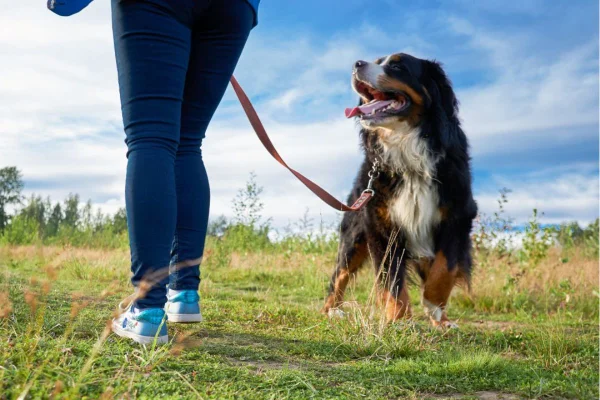 Cachorro passeando com coleira