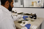 As plantas passam por um processo rápido de queima, quase instantâneo, para a produção do óleo