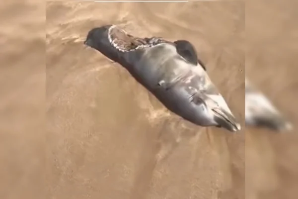 Animal caído na areia