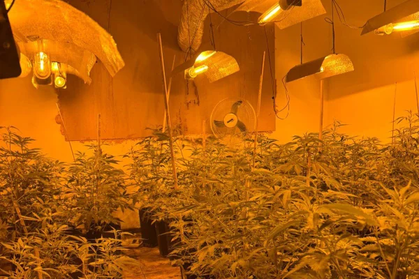 Dois homens foram presos em operação da Delegacia de Investigações Gerais. Estufa de maconha estava em Rio Claro, no interior paulista - Metrópoles