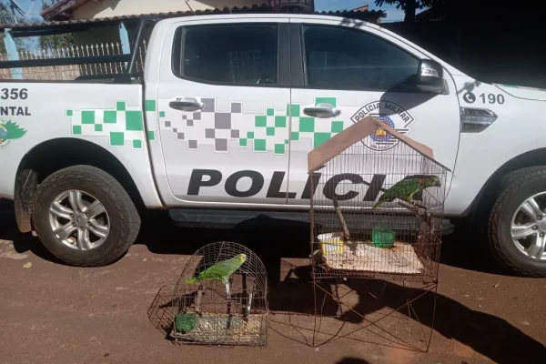 Aves apreendidas pela Polícia Ambiental durante operação em Adamantina e Salmourão - Metrópoles