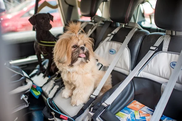 Coronavírus: pet shops oferecem descontos e delivery grátis no DF
