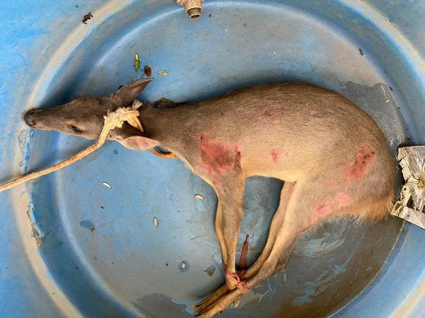 Veado ferido é resgatado pela PMDF