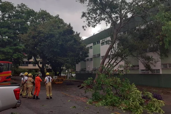 Vídeo: chuva no DF faz árvore cair em prédio e provoca alagamento