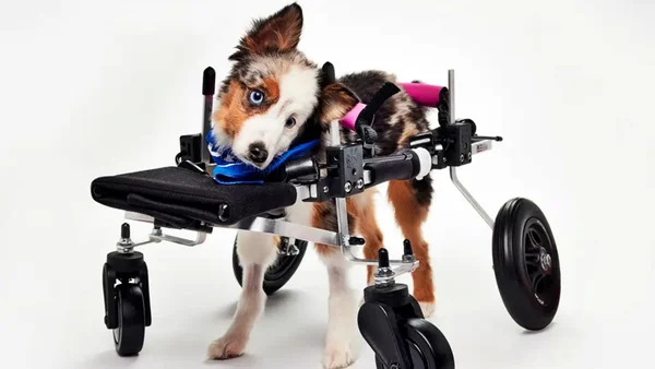 Foto colorida de Teigan, cadela participante do Puppy Bowl